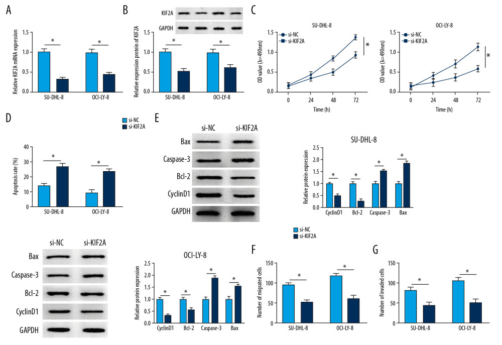 KIF2A deletion suppresses cell growth, metastasis and elevates cell apoptosis in DLBCL. (A) KIF2A level was detected by RT-qPCR. (B) The protein level of KIF2A was measured by western blot. (C) MTT assay for cell proliferation. (D) Flow cytometry for cell apoptosis. (E) Western blot analysis for the determination of cyclinD1, Bcl-2, caspase-3 and Bax level. (F, G) Transwell assays for cell migration and invasion. * P<0.05. KIF2A – kinesin family member 2A; DLBCL – diffuse large B-cell lymphoma; RT-qPCR – real-time quantitative polymerase chain reaction.