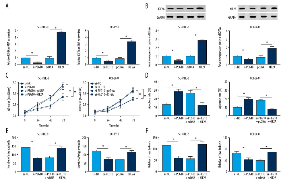 KIF2A overexpression reverses the effects of PEG10 knockdown on the progression of DLBCL. (A, B) The mRNA and protein level of KIF2A in SU-DHL-8 and OCI-LY-8 cells. (C, D) Measurement of cell proliferation and apoptosis by MTT and flow cytometry, respectively. (E, F) Transwell assays used for the measurement of the migratory and invasive abilities of SU-DHL-8 and OCI-LY-8 cells. * P<0.05. KIF2A – kinesin family member 2A; DLBCL,– diffuse large B-cell lymphoma; RT-qPCR – real-time quantitative polymerase chain reaction.