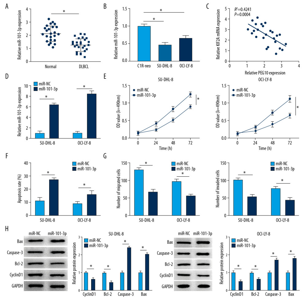 MiR-101-3p overexpression inhibits cell growth, metastasis and improves cell apoptosis in DLBCL. (A, B) MiR-101-3p level in DLBCL tissues and cells. (C) A negative relationship between PEG10 level and miR-101-3p level (R2=0.4241, P=0.0004). (D) The transfection efficiency of miR-101-3p in DLBCL cells. (E, F) Determination of cell growth and apoptosis in DLBCL cells. (G) Cell migration and invasion of DLBCL cells were measured by Transwell assays. (H) Western blot was used to detect the level of cyclinD1, Bcl-2, caspase-3, and Bax in SU-DHL-8 and OCI-LY-8 cells using western blot. * P<0.05. DLBCL – diffuse large B-cell lymphoma; PEG10 – paternally expressed imprinted gene 10.