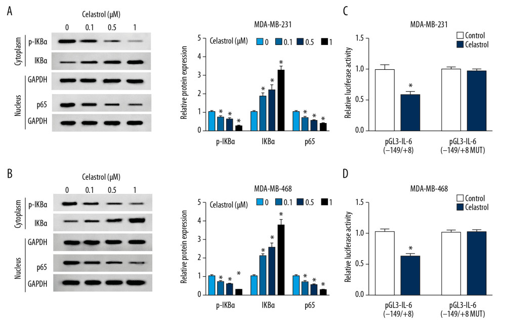 The effect of celastrol on NF-κB/IL-6 pathway. (A, B) The expressions of p-IKBα, IKBα, and p65 were measured in MDA-MB-231 and MDA-MB-468 cells after exposure to various doses of celastrol for 24 h by Western blot. (C, D) Luciferase activity of IL-6 reporter vector was analyzed in MDA-MB-231 and MDA-MB-468 cells after exposure to 1 μM celastrol for 24 h. * P<0.05 vs. the non-treated group (0 μM or control).