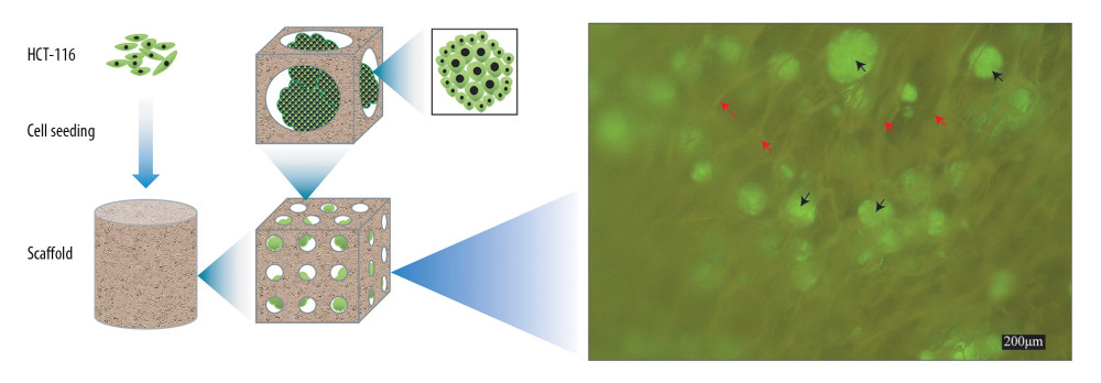 Schematic illustration of cells seeded on the scaffold to form biomaterial substrate-mediated multicellular spheroids. Red arrows represent the scaffold. Black arrows indicate the multicellular spheroids.