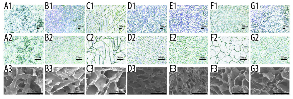Optical microscope photographs (A1–G1, A2–G2) and scanning electron microscopy images (A3–G3) of the scaffolds made from silk fibroin (SF; A1–A3), chitosan (Cs; B1–B3), alginate (Alg; C1–C3), SF/Cs (1: 1) (D1–D3), SF/Cs/Alg (1: 1: 0.5) (E1–E3), SF/Cs/Alg (1: 1: 1) (F1–F3), and SF/Cs/Alg (1: 1: 2) (G1–G3), are presented.