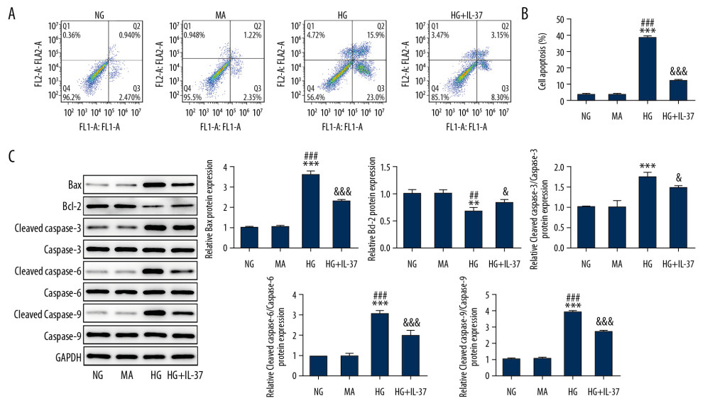 IL-37 alleviated the apoptosis induced by high-glucose treatment of podocytes. (A) The expression of apoptosis was detected by flow cytometry. (B) Statistical analysis of apoptosis. (C) Western blot was used to detect the expression of apoptosis-related proteins. ** p<0.01, *** p<0.001 vs. NG; ## p<0.01, ### p<0.001 vs. MA; & p<0.05, &&& p<0.001 vs. HG. NG – normal glucose group (medium with 5.5 mM glucose); MA – mannitol-treated podocytes used as the osmotic pressure control group; HG – high-glucose group (medium with 30 mM glucose).