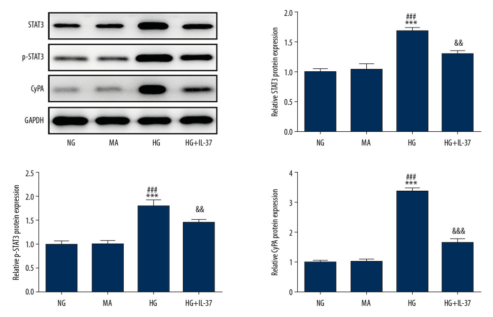 The expression of STAT3/CypA in cells treated with IL-37. Western blot was used to detect the expression of STAT3, p-STAT3, and CypA in the cells. *** p<0.001 vs. NG; ### p<0.001 vs. MA; && p<0.01, &&& p<0.001 vs. HG. NG, normal glucose group (medium with 5.5 mM glucose); MA – mannitol-treated podocytes used as the osmotic pressure control group; HG – high-glucose group (medium with 30 mM glucose).