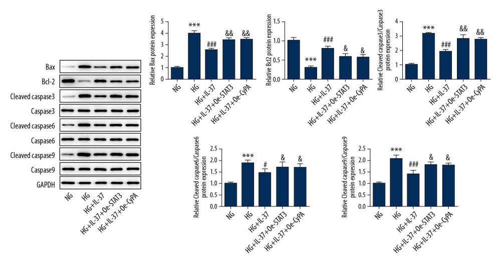 Overexpression of STAT3 and CypA inhibited the IL-37-induced reduction of apoptosis of high glucose-treated podocytes. Western blot was used to detect the expression of apoptosis-related proteins in cells. *** p<0.001 vs. NG; ### p<0.001 vs. HG; & p<0.05, && p<0.01 vs. HG+IL-37. NG – normal glucose group (medium with 5.5 mM glucose); HG – high-glucose group (medium with 30 mM glucose); HG+IL-37 – high-glucose group with added IL-37.