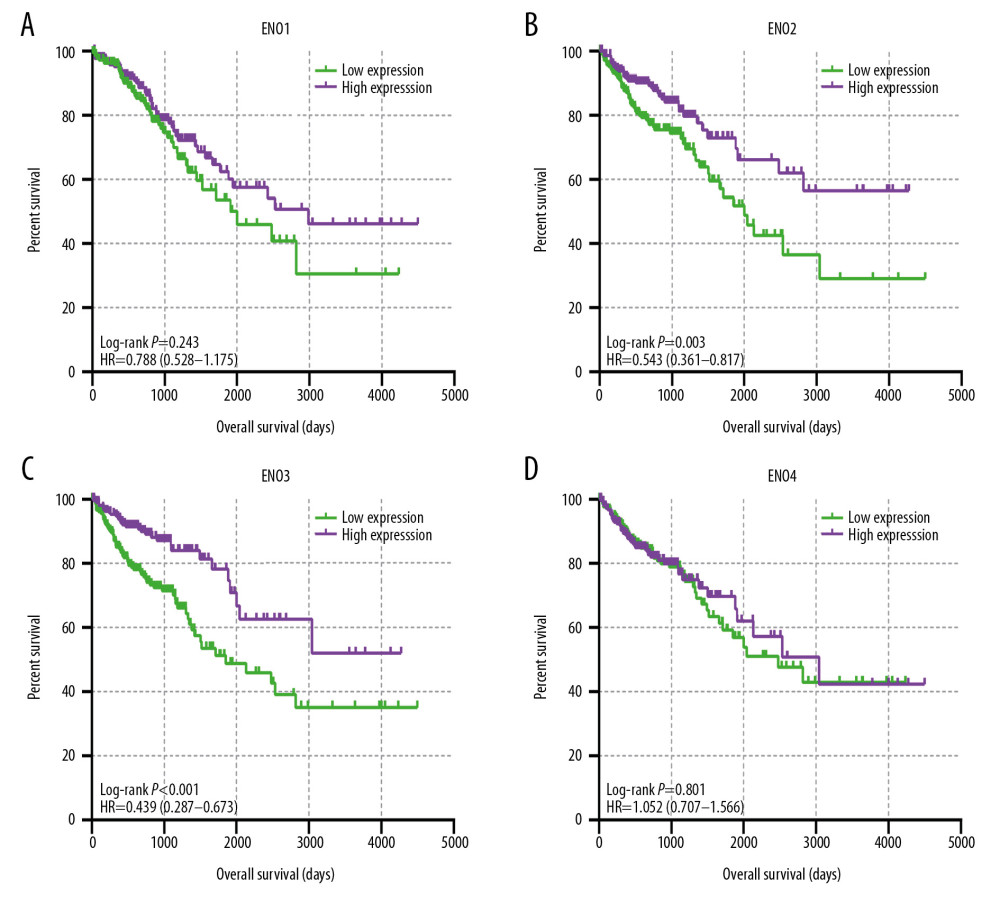 The prognostic significance of ENO expression for OS. (A–D) Kaplan-Meier survival curves concerning each of the colon cancer patients based on (A) ENO1, (B) ENO2, (C) ENO3, and (D) ENO4 expression (n=438).
