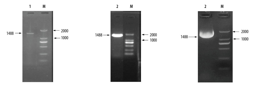 The genotype of the BW25113, BW25113ΔqseC, and BW25113ΔqseC pQseC was identified by polymerase chain reaction (PCR). M – DL2000 DNA Marker; 1 – BW25113; 2 – BW25113ΔqseC; 3 – BW25113ΔqseC pQseC.