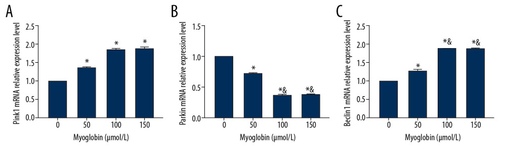 (A–C) Effect of myoglobin with different concentrations on expressions of Pink1, Parkin and Beclin1 mRNA in NRK-52E. Compared with group 0, * P<0.05; compared with group 50, & P<0.05.