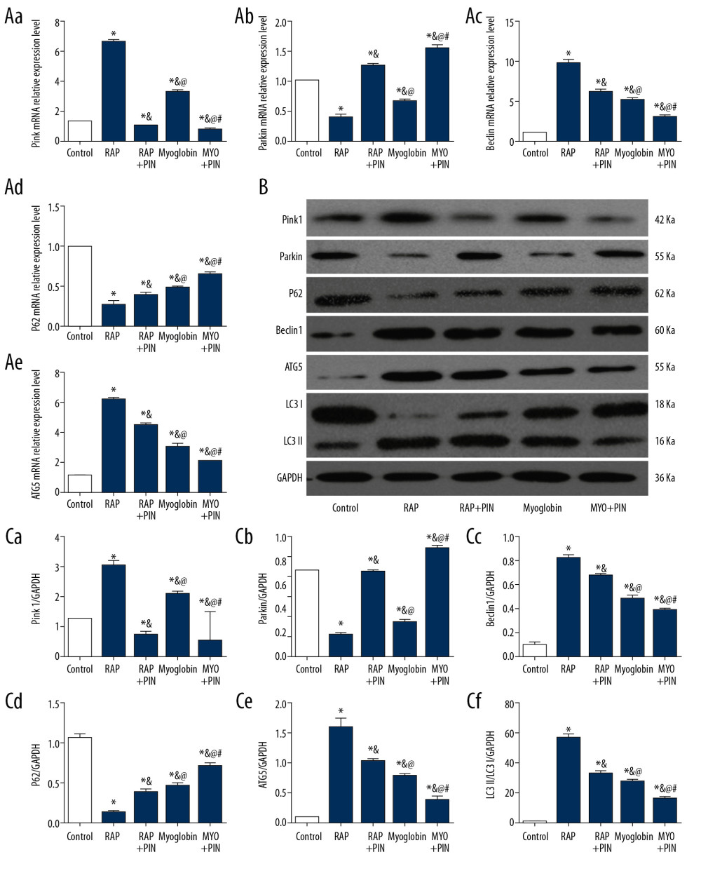 (A–C) Effect of autophagy promoter Rapamycin and Pink1-siRNA on expressions of Pink1/Parkin autophagy-related mRNAs and proteins in NRK-52E. Compared with group CON, * P<0.05; compared with group RAP, & P<0.05; compared with group RAP+Pin, @ P<0.05; compared with group MYO, # P<0.05.