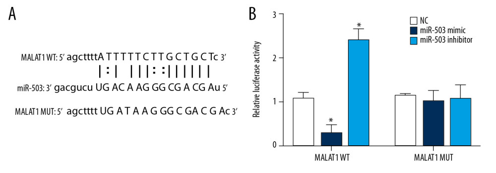 Long-chain non-coding RNA metastasis-related lung adenocarcinoma transcript 1 (lncRNA MALAT1) can directly target microRNA-503 (miR-503) as a competing endogenous RNAs (ceRNA). (A) Prediction of the binding site of lncRNA MALAT1 and miR-503. (B) Double luciferase reporter gene test results. * p<0.05 compared with the no template control (NC) group.