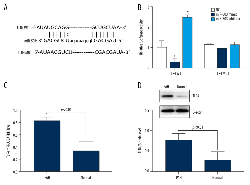 Long-chain non-coding RNA metastasis-related lung adenocarcinoma transcript 1 (lncRNA MALAT1) can directly target microRNA-503 (miR-503) as a competing endogenous RNAs (ceRNA). (A) Prediction of the binding site of lncRNA MALAT1 and miR-503. (B) Double luciferase reporter gene test results. * p<0.05, compared with the no template control (NC) group. (C) Toll like receptor-4 (TLR-4) mRNA expression in peripheral blood mononuclear cells (PBMCs) of PAH patients and healthy controls. (D) TLR4 protein expression in PBMCs of PAH patients and healthy controls.