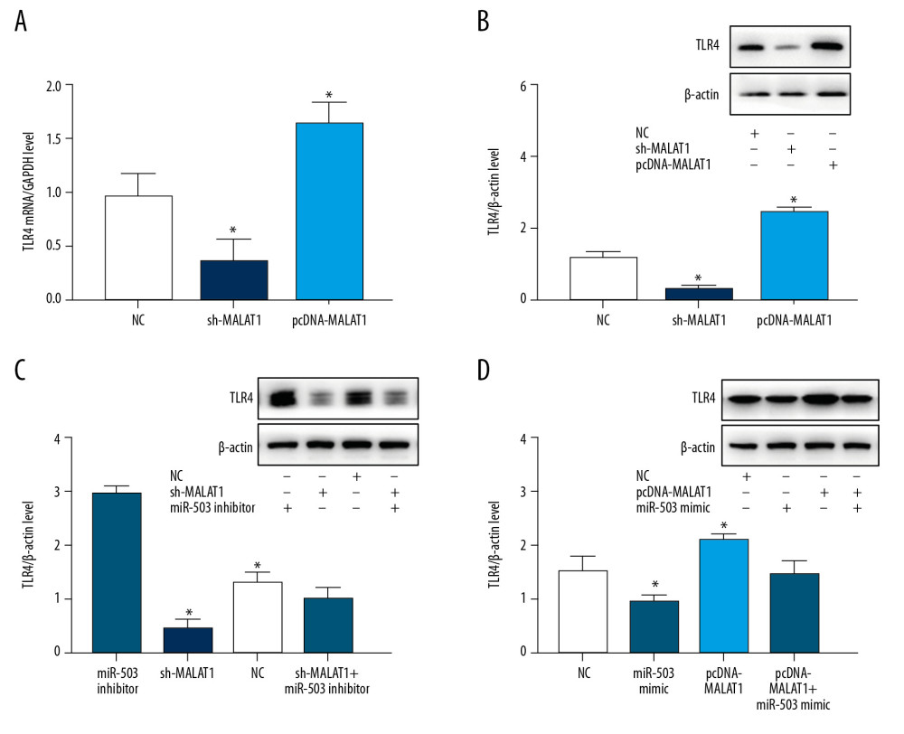 Long-chain non-coding RNA metastasis-related lung adenocarcinoma transcript 1 (lncRNA MALAT1) and microRNA-503 (miR-503) regulate the expression of toll like receptor-4 (TLR-4). (A) Levels of TLR4 mRNA expression on hPASMCs with silenced or overexpressed lncRNA MALAT1. (B) Effect of TLR4 protein expression on hPASMCs cells with silenced or overexpressed by lncRNA MALAT1. (C) TLR4 protein expression levels in hPASMC cells transfected with sh-MALAT1, miR-503 inhibitor, sh-MALAT1+miR-503 inhibitor, or no template control (NC). (D) TLR4 protein expression levels in hPASMC cells transfected with miR-503 mimic, pcDNA-MALAT1, pcDNA-MALAT1+miR-503 mimic, or NC. * p<0.05 compared with the NC group.