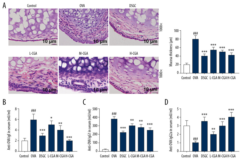 Chlorogenic acid (CGA) reduced mucosa thickness and mucus secretions in the nasal mucosa of mice. (A) Histological features of the nasal mucosa were identified by hematoxylin-eosin (HE) staining, and the mucosa thickness of nasal septum was measured. Enzyme-linked immunosorbent assays (ELISA) were performed to detect the levels of anti-OVA specific IgE (B), anti-OVA IgG1 (C) and anti-OVA IgG2a (D) in the serum of the mice. Scale bar: 10μm, ×1000 magnification. n=10 each group. ### P<0.001 vs. control, * P<0.05, ** P<0.01, *** P<0.001 vs. OVA.