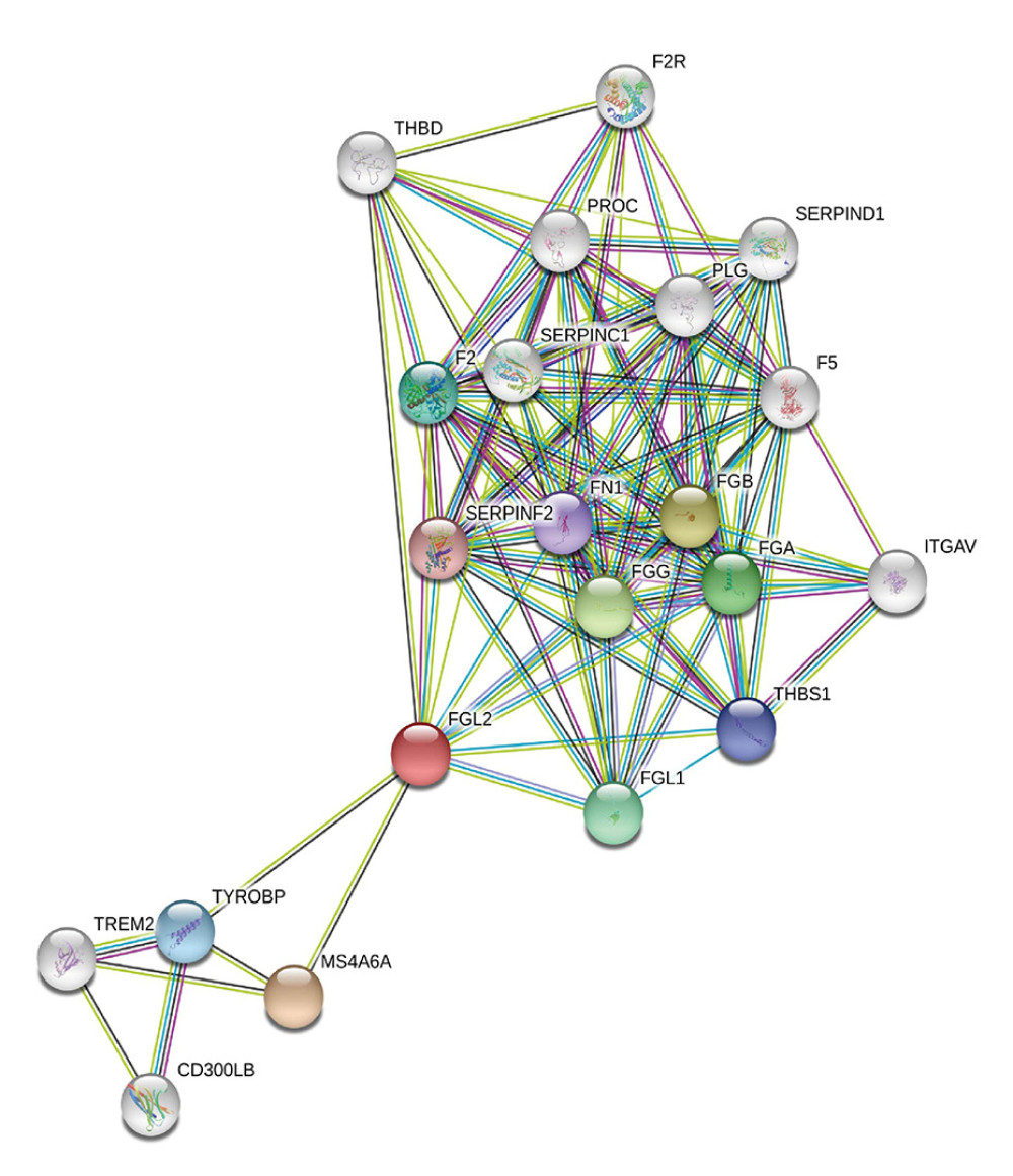 Modular analysis of the protein–protein interaction (PPI) network complex. In the STRING database, 21 proteins were filtered in the network complex. The PPI module consisted of 21 nodes and 108 edges. The average local clustering coefficient was 0.78. The PPI enrichment P-value was less than 1.0e-16. The top 5 predicted functional partners were MS4A6A (score: 0.801), FGB (score: 0.781), FGG (score: 0.776), FGA (score: 0.768), and FGL1 (score: 0.748). The blue and purple edges are considered known interactions. Green, red, and deep blue edges are predicted interactions. Orange, black, and light blue represent text mining, coexpression, and protein homology, respectively.
