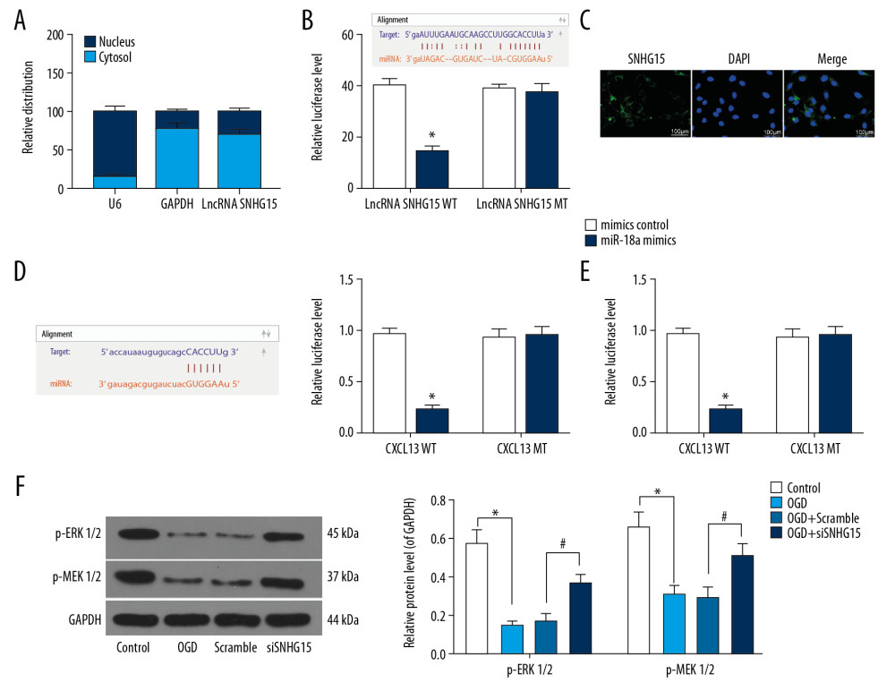 SNHG15 serves as a ceRNA for miR-18a to mediate THBS2 expression. (A, B) Sub-cellular localization of SNHG15 in N2a cells was determined by a RT-qPCR (A) and a FISH assay (B). (C, D) Binding relationships between miR-18a and SNHG15 (C), and between miR-18a and the 3′-UTR of CXCL13 mRNA (D) were predicted on Starbase (http://starbase.sysu.edu.cn/) and validated through dual-luciferase reporter gene assay. (E) Contents of total ERK/MEK and phosphorylated ERK/MEK in N2a cells was quantified by ELISA kits. F, phosphorylation of ERK1/2 and MEK1/2 was determined by Western blot analysis. Data were shown as mean±SD based on 3 independent experiments. * p<0.05. In panels A and F, data were analyzed using two-way ANOVA, while data in panels C–E were analyzed using one-way ANOVA, and Tukey’s multiple comparison test was used for post hoc analysis.