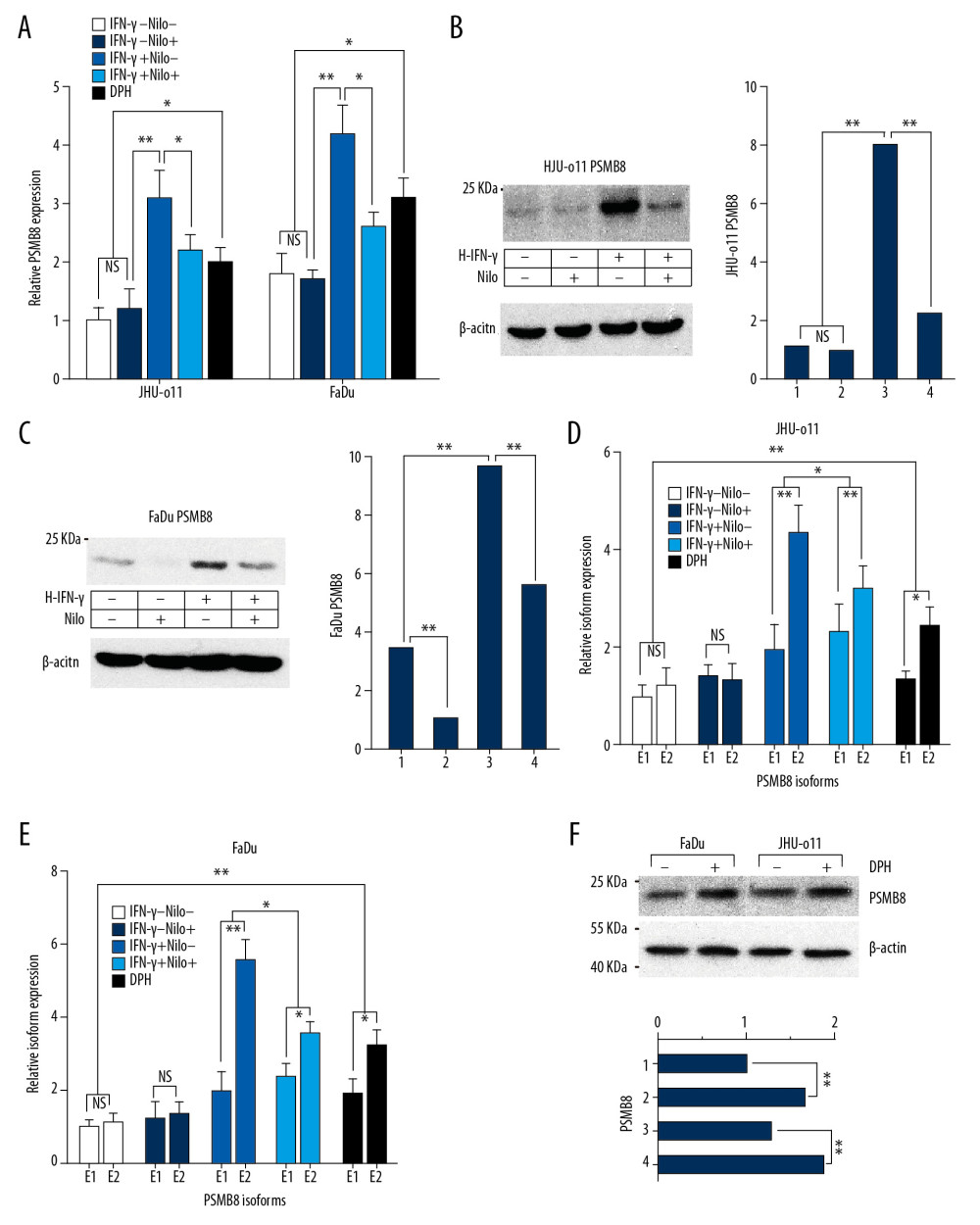 Regulation of tyrosine kinase activity on the transcription and expression levels of PSMB8 and its alternatively spliced isoforms (A) JHU-011 cells and FaDu cells were divided into 5 groups. In the IFN-γ+/Nilo+ group, nilotinib was first added and the cells were incubated for 24 h. Then IFN-γ was added and the cells were cultured for another 24 h. In the IFN-γ+/Nilo− group, the transcription level of PSMB8 was significantly upregulated compared to that in the control group (IFN-γ−/Nilo− group) (** P<0.01), while the transcription of PSMB8 in the IFN-γ−/Nilo+ group was inhibited (* P<0.05). (B) The protein expression of PSMB8 in the IFN-γ+/Nilo+ group was downregulated compared to that in the IFN-γ+/Nilo− group in FaDu cells (** P<0.01). (C) The protein expression of PSMB8 in the IFN-γ+/Nilo+ group was downregulated in JHU-011 cells (** P<0.01). (D) Nilotinib downregulated the induction effect of IFN-γ on isoform E2, and the percentage of isoform E2 was reduced (* P<0.05). In the DPH+ group, the transcription level of isoform E2 was higher than that in the control group (IFN-γ−/Nilo− group) (** P<0.01). Quantitative data are expressed as the mean±SD. (E) In FaDu cells, the regulation of nilotinib on the transcription of E2 was consistent with the results in JHU-011 cells (* P<0.05). (F) In the DPH+ group, protein expression of PSMB8 in JHU-011 cells and FaDu cells was elevated compared to that in the blank control group (** P<0.01). Each group contained 3 independent replicates.