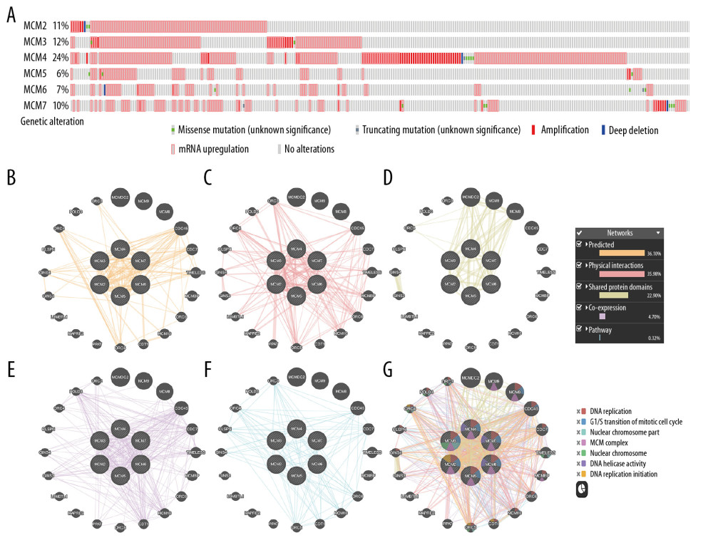 Genomic alterations of MCMs in breast cancer (cBioportal) and potential gene-gene interaction network for MCMs with paths colored according to their functions (GeneMANIA). (A) Distribution and proportion of MCMs alterations in breast cancer samples were displayed above. (A) Samples without alterations on the right side were cropped from the figure. G: The integrated interaction network of MCMs with other related genes was constructed by B: predicted interaction, C: physical interaction, D: shared protein domains, E: co-expression, and F: pathway.