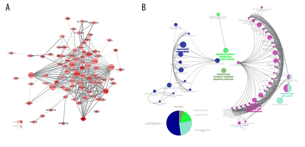 (A) Analysis of the interaction between genes by constructing a PPI network of DEGS. The thickness of the line represents the combined score, the color shade represents the LogFC value, and the circle size represents the degree value. (B) Immune system process analysis shows that immune complex clearance by monocytes and macrophages accounted for 52.17%, regulation of leukocyte chemotaxis accounted for 26.09%, monocyte chemotaxis accounted for 15.22%, and macrophage activation accounted for 6.52%.