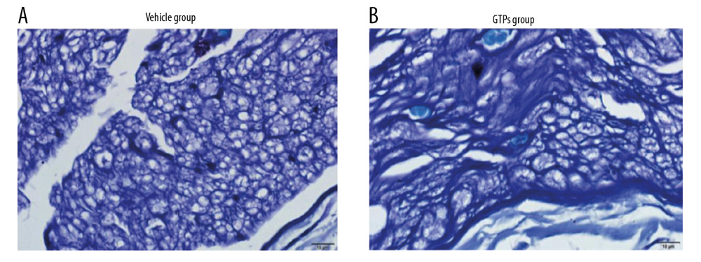 Transverse section of SN. The regenerated nerve fibers and myelin sheaths in vehicle group (A) and GTPs group (B) were measured by optical microscopy (n=6).