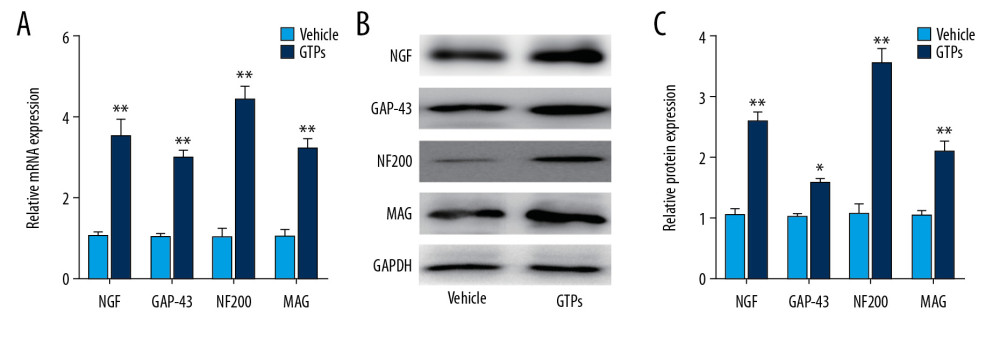 Underlying molecules in SN stumps. Expression of NGF, GAP-43, NF200, and MAG in SN stumps in vehicle group and GTPs group (A–C) was measured by RT-qPCR and Western blot (n=6). P<0.01, GTPs group vs. vehicle group.