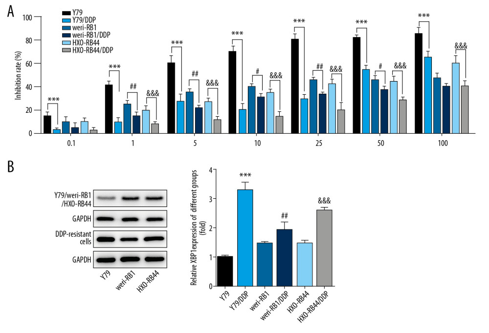 DDP-resistant cells were constructed by gradient concentration of DDP. (A) The DDP inhibition rates for DDP-resistant RB cells were reflected by CCK-8 assay. *** P<0.001 vs. Y79 group. # P<0.05, ## P<0.01 and ### P<0.001 vs. weri-RB1 group. &&& P<0.001 vs. HXO-RB44 group. (B) The expression of XBP-1 in DDP-resistant RB cells was detected by Western blot analysis. *** P<0.001 vs. Y79 group. ## P<0.001 vs. weri-RB1 group. &&& P<0.001 vs. HXO-RB44 group.