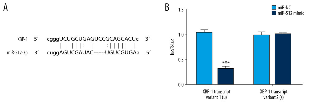 miR-512-3p is combined with XBP-1 transcript variant 1. (A) The binding sites of miR-512-3p and XBP-1 were predicted by ENCORI. (B) Luciferase activity was analyzed in cells co-transfected with miR-512-3p mimic or miR-NC and XBP-1 transcript variant 1 or XBP-1 transcript variant 2. *** P<0.001 vs. miR-NC group.