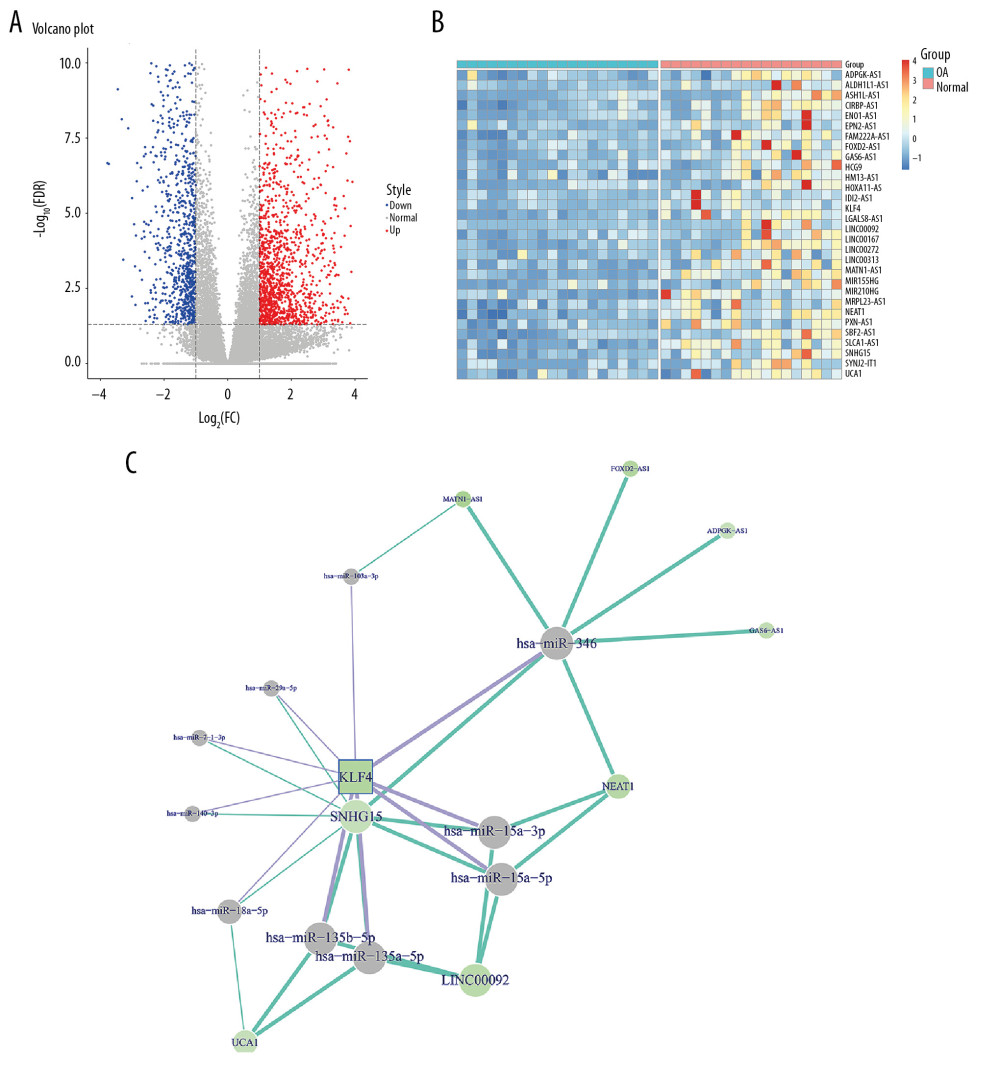 Construction of the ceRNA network of KLF4 for OA. (A) Volcano plot showing differentially expressed mRNAs between human OA and normal cartilage tissues in the GSE114007 dataset. (B) The expression patterns of the top 30 downregulated lncRNAs and KLF4. (C) The ceRNA network of KLF4 for OA.