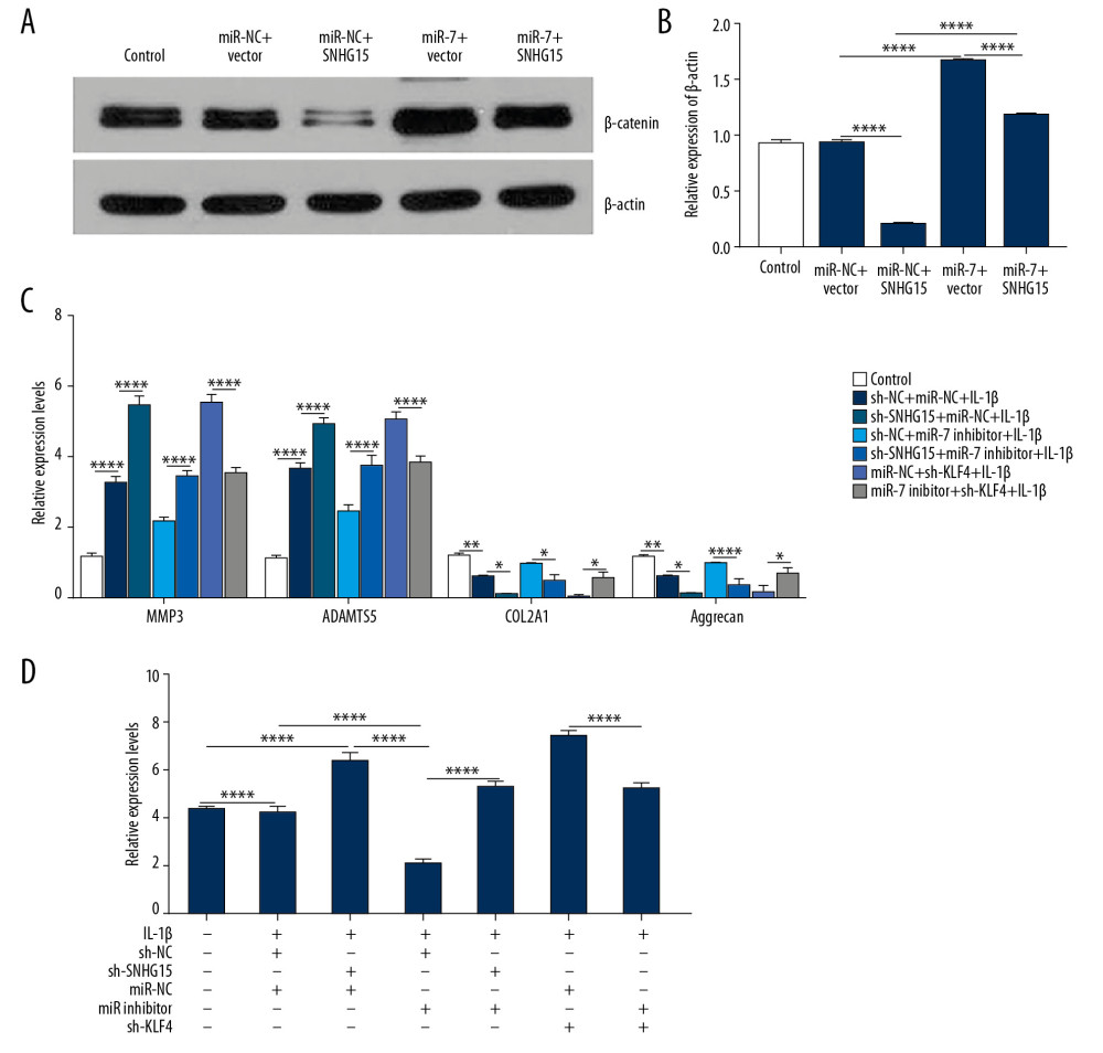 SNHG15 inhibits β-catenin via miR-7/KLF4 in IL-1β-stimulated chondrocytes. (A, B) β-catenin expression was inhibited by SNHG15 overexpression in IL-1b-stimulated chondrocytes, which was reversed by miR-7 overexpression as shown by Western blot. (C) MiR-7 overexpression reversed the effects of SNHG15 and KLF4 on ECM degradation and chondrocyte formation in IL-1β-stimulated chondrocytes by qRT-PCR. (D) MiR-7 reversed the effects of SNHG15 and KLF4 on β-catenin expression in IL-1β-stimulated chondrocytes by qRT-PCR. * p<0.05, ** p<0.01, **** p<0.0001.