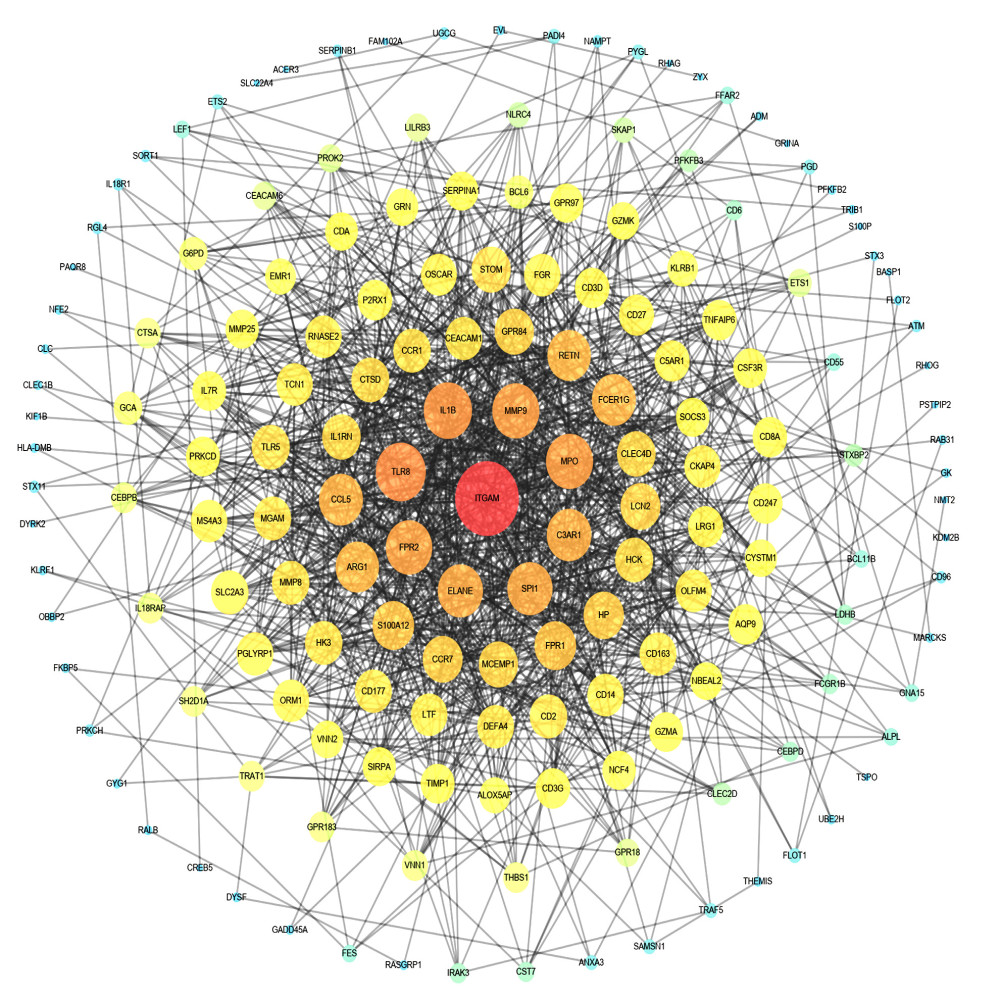 Protein–protein interaction network of 160 upregulated and 61 downregulated genes were analyzed using Cytoscape software. The network includes 219 nodes and 1062 edges. The edges between 2 nodes represent the gene-gene interactions. The size and color of the nodes corresponding to each gene were determined according to the degree of interaction. Color gradients represent the variation of the degrees of each gene from high (red) to low (blue). The closer to the red node, the higher connectivity between 2 nodes.
