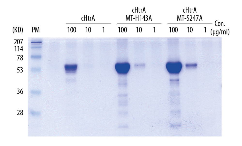 Recombinant cHtrA and cHtrA mutants (MT-H143A and MT-S247A) were identified by SDS-PAGE. Molecular weight of cHtrA (no matter wild-type or mutants) is 56KD. One μg/mL cHtrA can hardly be detected, but the bands of 10 μg/mL and 100 μg/mL cHtrA were clear on SDS gel.