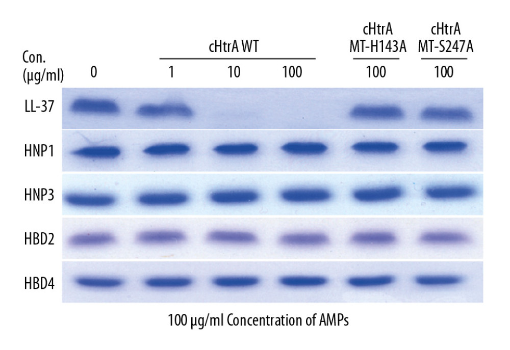 Recombinant cHtrA can specifically cleave LL37 in vitro. Each of the AMPs (100 μg/mL) was co-incubated with variable concentrations (0, 1, 10, and 100 μg/mL) of cHtrA and 100 μg/mL of the cHtrA mutants (MT-H143A and MT-S247A) for 30 min and we analyzed the results by Western blot. cHtrA concentrations above 10 μg/mL are able to degrade LL-37, and the degradation of antimicrobial peptide required cHtrA proteolysis ability (mutants are unable to degrade LL-37).