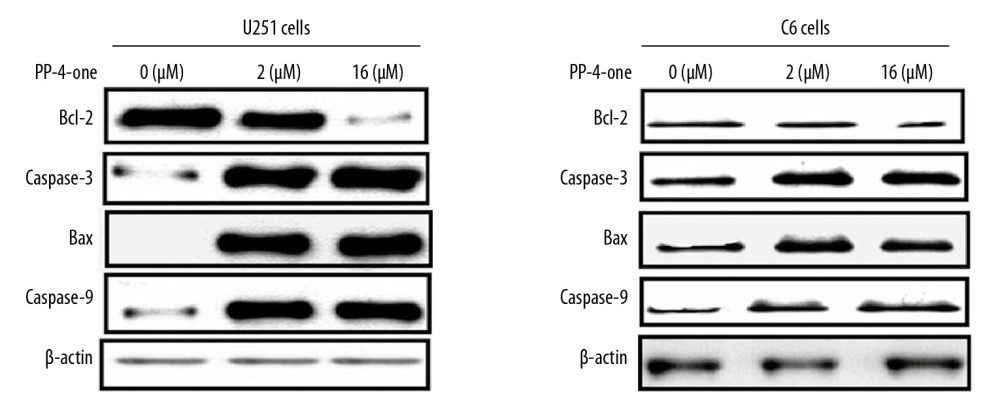 Effect of by PP-4-one on apoptotic proteins. The U251 and C6 cells treated with PP-4-one (1.0 μM and 16 μM) or DMSO were assessed for Bcl-2, caspase-9, caspase-3 (cleaved) and Bax levels by western blotting. PP-4-one – pyrazolo[4,3-c]pyridine-4-one; DMSO – dimethyl sulfoxide.