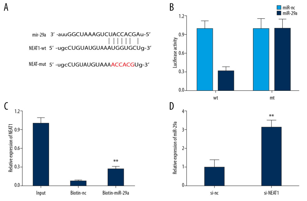 Reciprocal inhibition between lncRNA NEAT1 and miR-29a in HEK-293 cells. (A) The sequences of wild-type and mutant-type vectors and putative binding sites of miR-29a within lncRNA NEAT1 mRNA. (B) The relative luciferase activities were detected by dual-luciferase reporter assay in HEK-293 cells co-transfected with wild-type and mutant-type vectors together with miR-29a mimics and miR-nc. (C) The expression level of lncRNA NEAT1 mRNA was measured by RT-qPCR in the sample pulled down by biotinylated miR-29a. (D) The relative expression of miR-29a in PC-12 cells after infection with Ad-si-NEAT1 or si-nc. * P<0.05 vs. miR-nc, ** P<0.01 vs. biotin-nc or si-nc.