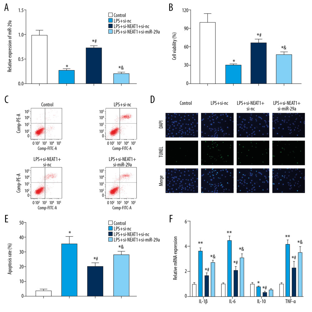 Upregulation of miR-29a counteracted the changes induced by Ad-si-NEAT1 in PC-12 cells after LPS treatment. (A) The relative expression of miR-29a in different groups was evaluated by qPCR. (B) PC-12 cell viability after LPS treatment or transduction of Ad-si-NEAT1 or si-miR-29a was assessed by CCK-8. (C–E) PC-12 cell apoptosis was evaluated by flow cytometry and TUNEL staining. (F) Expression levels of inflammatory cytokines was detected by ELISA assay. * P<0.05 vs. control, ** P<0.01 vs. control, # P<0.05 vs. LPS+si-nc, & P<0.05 vs. LPS+si-NEAT1+si-nc.