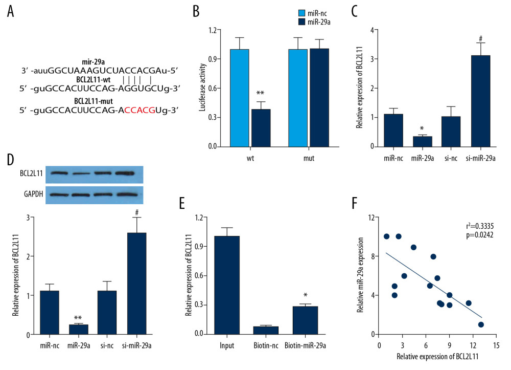 miR-29a targeted the BCL2L11 gene in HEK-293 cells. (A) The sequences of wild-type and mutant-type vectors and putative binding sites of miR-29a within BCL2L11 mRNA. (B) The relative luciferase activities were detected in HEK-293 cells co-transfected with vectors containing the wild- or mutant-type of BCL2L11 together with miR-29a mimics or miR-nc. (C, D) The relative mRNA and protein expression of BCL2L11 after transfection of miR-29a mimic or si-miR-29a. (E) The expression level of BCL2L11 mRNA was measured by RT-qPCR in the sample pulled down by biotinylated miR-29a. (F) The correlation between miR-29a and BCL2L11 was analyzed by Pearson analysis. * P<0.05 vs. miR-nc or biotin-nc, ** P<0.01 vs. miR-nc, # P<0.01 vs. si-nc.