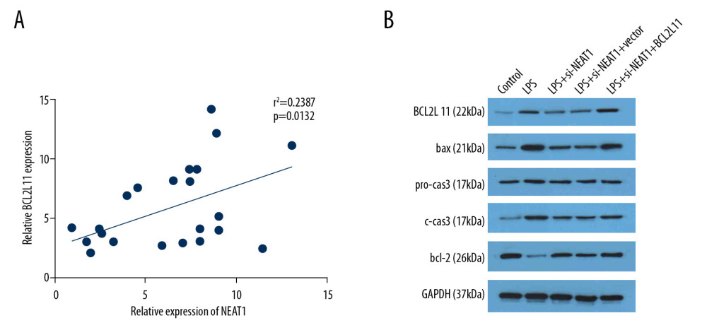 NEAT1 modulated the BCL2L11 and the apoptotic signal pathway. (A) Pearson analysis was performed to evaluate the correlation between NEAT1 and BCL2L11. (B) The expression of BCL2L11, bax, pro-caspase3, caspase3, and bcl-2 was evaluated by Western blot.