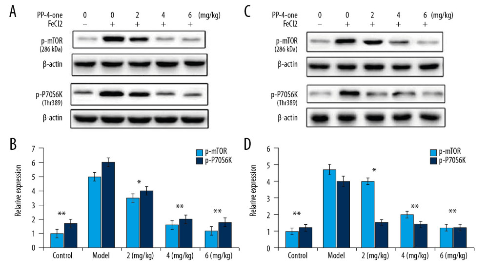 Effect of PP-4-one on mTOR/P70S6K activation. (A, B) The PTE rats treated with or without PP-4-one treatment were assessed for mTOR/P70S6K phosphorylation in hippocampal and frontal lobe tissues by Western blot analysis. (C, D) Quantified data for mTOR/P70S6K phosphorylation in hippocampal and frontal lobe tissues. * P<0.02 and ** P<0.02 vs. vehicle-treated rats.