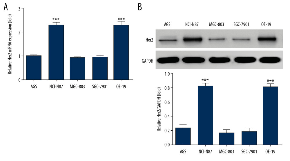 Human epidermal growth factor receptor 2 (HER2) messenger ribonucleic acid (mRNA) and protein expression in different cell lines (A) by real-time quantitative polymerase chain reaction (RT-qPCR) assay and (B) by western blot (WB) assay. *** P<0.001, compared with AGS cell line.