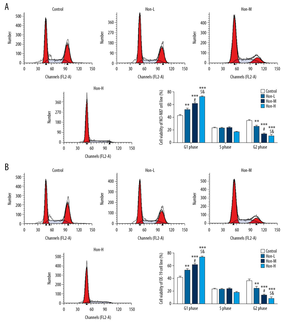 Honokiol (Hon) affected cell cycle in NCI-N87 and OE-19 cell lines by flow cytometry. Control: Untreated cells. Hon-L: Cells treated with low-dose Hon. Hon-M: Cells treated with middle-dose Hon. Hon-H: Cells treated with high-dose Hon. Cell cycle of different groups in NCI-N87 cell line (A) and in OE-19 cell line (B) by flow cytometry. ** P<0.01, *** P<0.001 compared with control group; # P<0.05 compared with Hon-L group; & P<0.05 compared with Hon-M group.