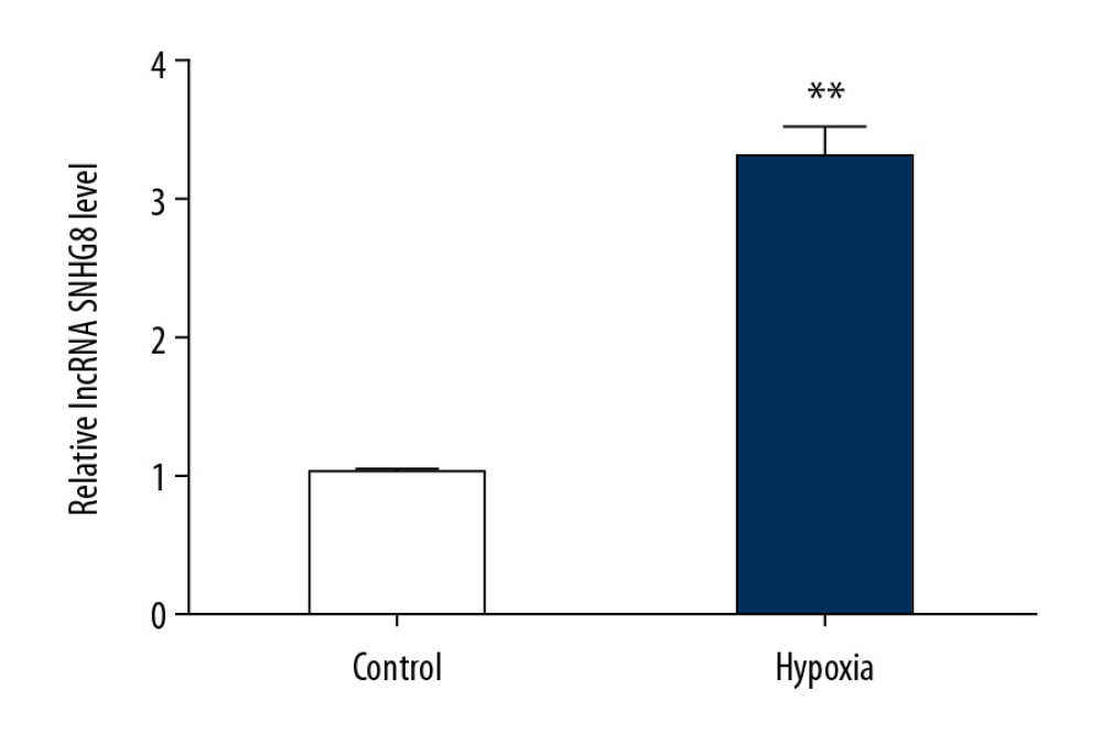 Expression of lncRNA SNHG8 in hypoxia-induced cardiomyocytes. mRNA expression of lncRNA SNHG8 in hypoxia-induced cardiomyocytes was detected by qRT-PCR analysis. Control: cells without any treatment; Hypoxia: H9c2 cells were cultured under hypoxic conditions (94% N2, 5% CO2, and 1% O2) for 48 h. ** P<0.01 vs. Control group.
