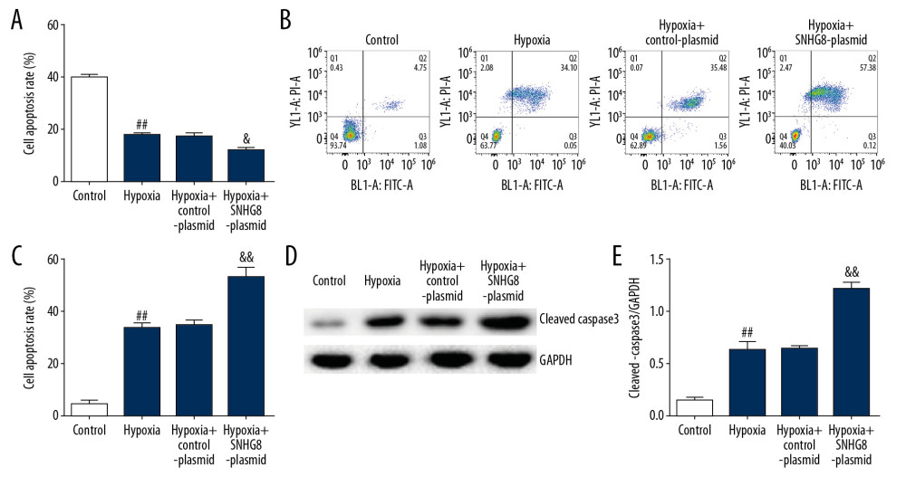 Effects of SNHG8-plasmid on the cell viability and apoptosis in hypoxia-induced cardiomyocytes. (A) Cell viability in hypoxia-induced cardiomyocytes following transfection was measured by MTT assay. (B, C) Flow cytometry analysis was used to determine the apoptotic rate of hypoxia-induced cardiomyocytes. (D, E) Western blotting analysis was performed to detect relative expression of cleaved-Caspase3 protein. Control: cells without any treatment; Hypoxia: H9c2 cells were cultured under hypoxic conditions (94% N2, 5% CO2, and 1% O2) for 48 h; Hypoxia+control-plasmid: H9c2 cells were transfected with control-plasmid for 48 h under hypoxic conditions; Hypoxia+SNHG8-plasmid: H9c2 cells were transfected with SNHG8-plasmid for 48 h under hypoxic conditions. ## P<0.01 vs. Control group; &, && P<0.5, 0.01 vs. hypoxia+control-plasmid.