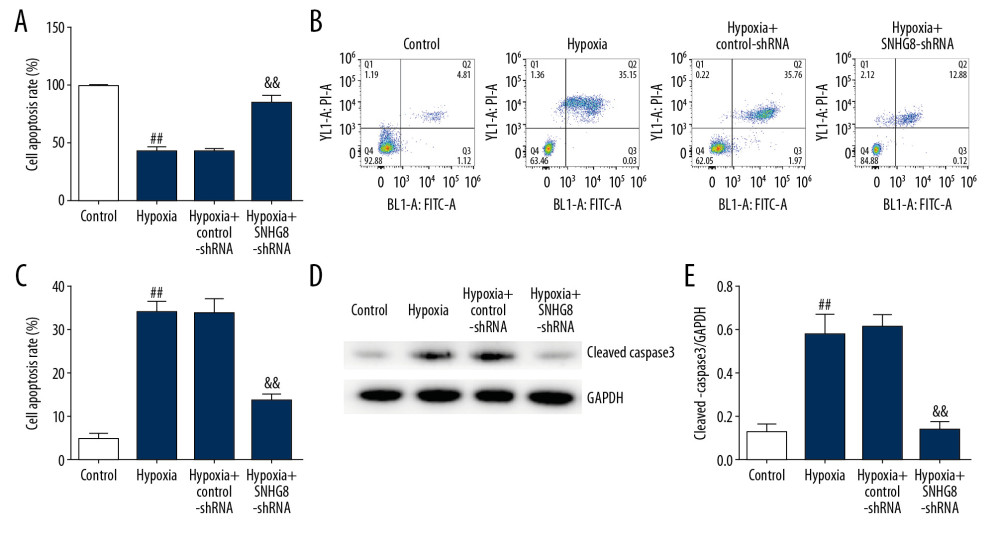 Effects of downregulating lncRNA SNHG8 on the cell viability and apoptosis in hypoxia-induced cardiomyocytes. (A) Cell viability in hypoxia-induced cardiomyocytes after transfection was determined by MTT assay. (B, C) Flow cytometry analysis was used to detect the apoptotic rate of hypoxia-induced cardiomyocytes. (D, E) Western blotting analysis was used to detect relative expression of cleaved-Caspase3 protein. Control: cells without any treatment; Hypoxia: H9c2 cells were cultured under hypoxic conditions (94% N2, 5% CO2, and 1% O2) for 48 h; Hypoxia+control-shRNA: H9c2 cells were transfected with control-shRNA for 48 h under hypoxic conditions; Hypoxia+SNHG8-shRNA: H9c2 cells were transfected with SNHG8-shRNA for 48 h under hypoxic conditions. ## P<0.01 vs. Control group; && P<0.01 vs. Hypoxia+control-shRNA.