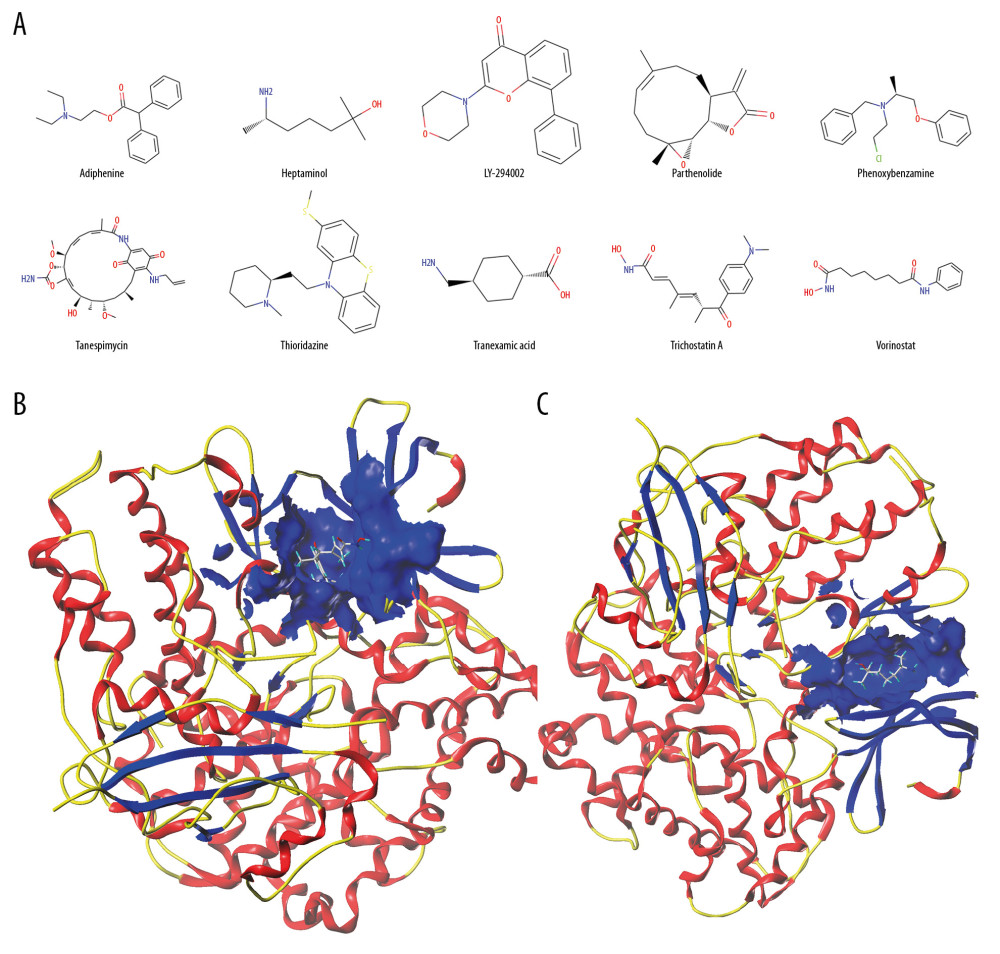 (A) The chemical structures of top 10 compounds via CMAP analysis. (B) Binding of trichostatin A and CDK1. (C) Binding of heptaminol and CDK1. CMAP – connectivity map; CDK1 – cyclin-dependent kinase-1.