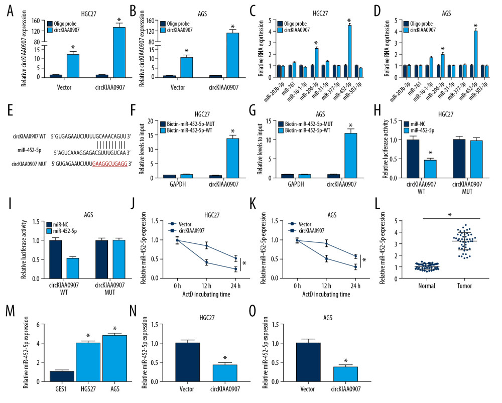 CircKIAA0907 could sponge miR-452-5p in gastric cancer (GC) cells. (A, B) Expression level of circKIAA0907 was analyzed by quantitative real-time polymerase chain reaction (qRT-PCR) after biotinylated-circKIAA0907 pull-down assay in HGC27 and AGS cells transfected with vector or circKIAA0907. (C, D) qRT-PCR was used to quantify the relative expression of candidate micro(mi)RNAs in HGC27 and AGS cells after administration of biotinylated-circKIAA0907 pull-down. (E) Binding sites of circKIAA0907 and miR-452-5p presented after analysis of circBank. (F, G) Pull-down assay was executed to prove the capture of circKIAA0907 by miR-452-5p. (H, I) Luciferase activities of transfected HGC27 and AGS cells were determined using the dual-luciferase reporter system. (J, K) MiR-452-5p level was examined using qRT-PCR after actinomycin D treatment at 0, 12, and 24 h in GC cells transfected with vector or circKIAA0907. (L, M) miR-452-5p was measured in GC tissues (L) and cells (M) by qRT-PCR. (N, O) MiR-452-5p level was determined through qRT-PCR after GC cells were transfected with vector or circKIAA0907. * P<0.05.