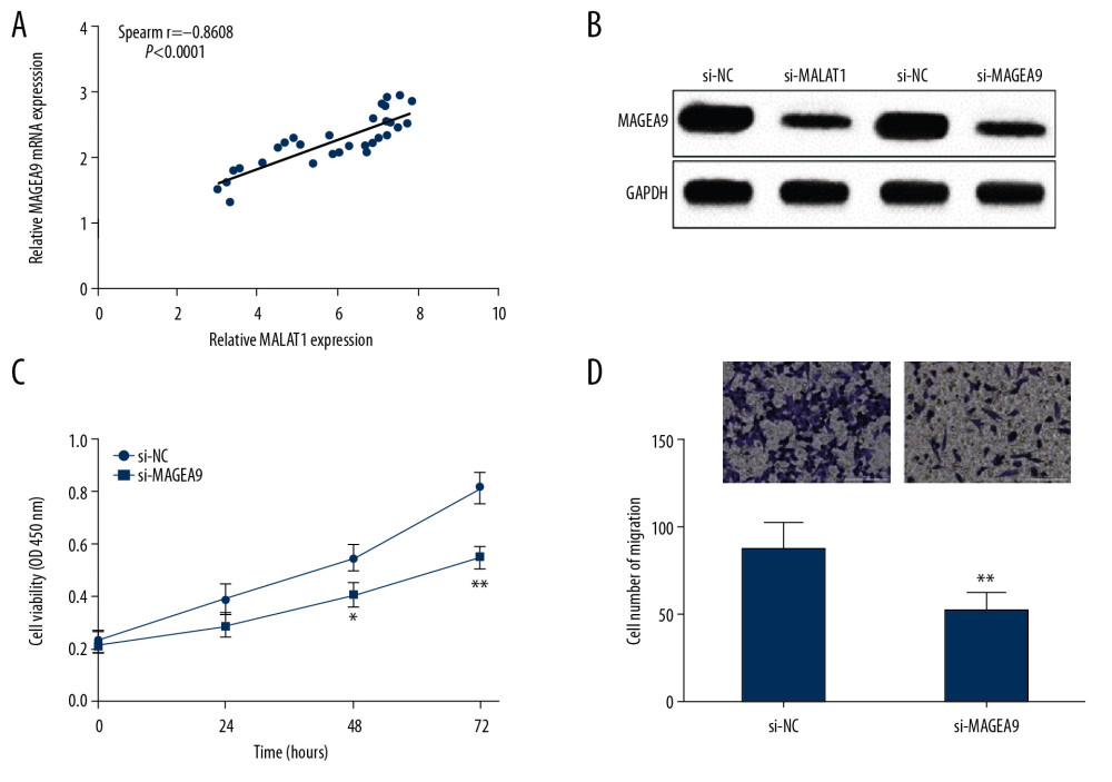 MALAT1 regulates CAL-27 cell proliferation and migration through MAGEA9. (A) Correlation of MALAT1 and MAGEA9 expression in OSCC tissues. (B) MAGEA9 protein expression in CAL-27 cells after si-MALAT1 or si-MAGEA9 transfection. (C) CAL-27 cell proliferation after si-NC or si-MAGEA9 transfection. (D) CAL-27 cell migration after si-NC or si-MAGEA9 transfection. ** P<0.01.