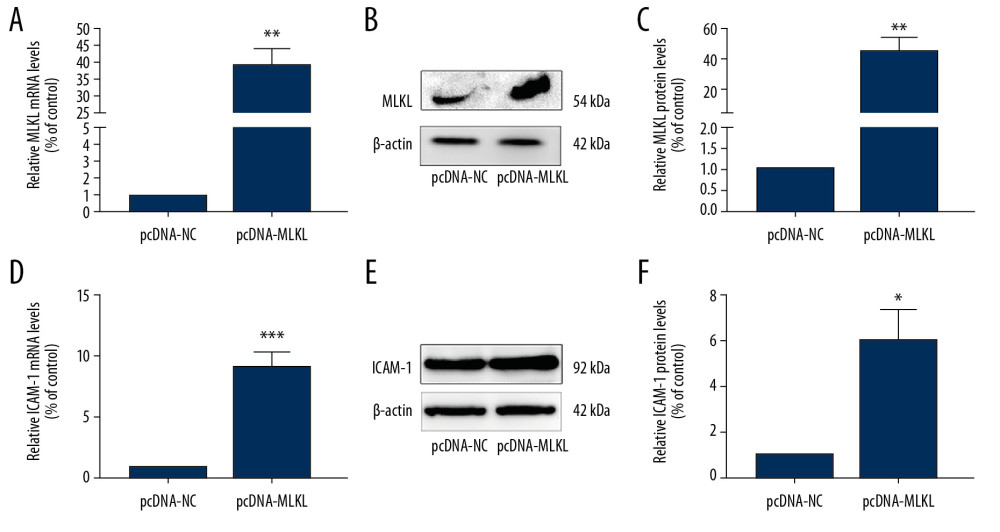 Overexpression of MLKL upregulated ICAM-1 expression in HUVECs. (A–F) HUVECs were transfected with either control vector pcDNA or pcDNA-MLKL for 24 h. (A, D) mRNA levels of MLKL and ICAM-1 were evaluated using qRT-PCR. Column chart showed the fold differences in the MLKL and ICAM-1mRNA after standardization against the GAPDH mRNA. (B, E) The protein levels of MLKL and ICAM-1 were evaluated by Western blot analysis and representative Western blot images of MLKL and ICAM-1. (C, F) Protein levels of MLKL and ICAM-1 were evaluated using Western blotting. Column charts show the fold differences in the MLKL and ICAM-1 band intensities after standardization against the band intensity of β-actin. Three independent assays (3 replicates for each experiment) were performed (mean±SD). * P<0.05, ** P<0.01, *** P<0.001 vs. controls.