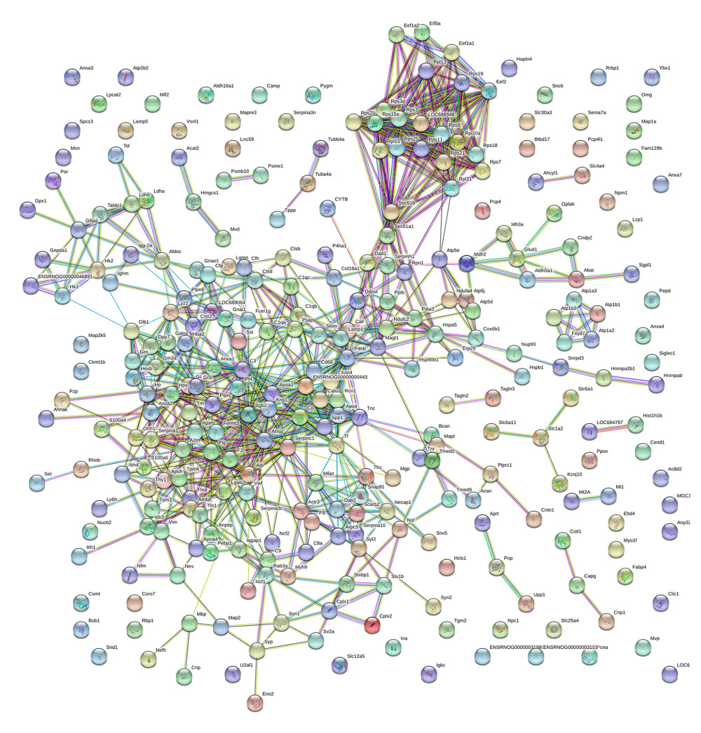 Protein–protein interaction (PPI) analysis of differentially expressed proteins (DEPs). Nodes indicate proteins, whereas lines indicate interactions between proteins.