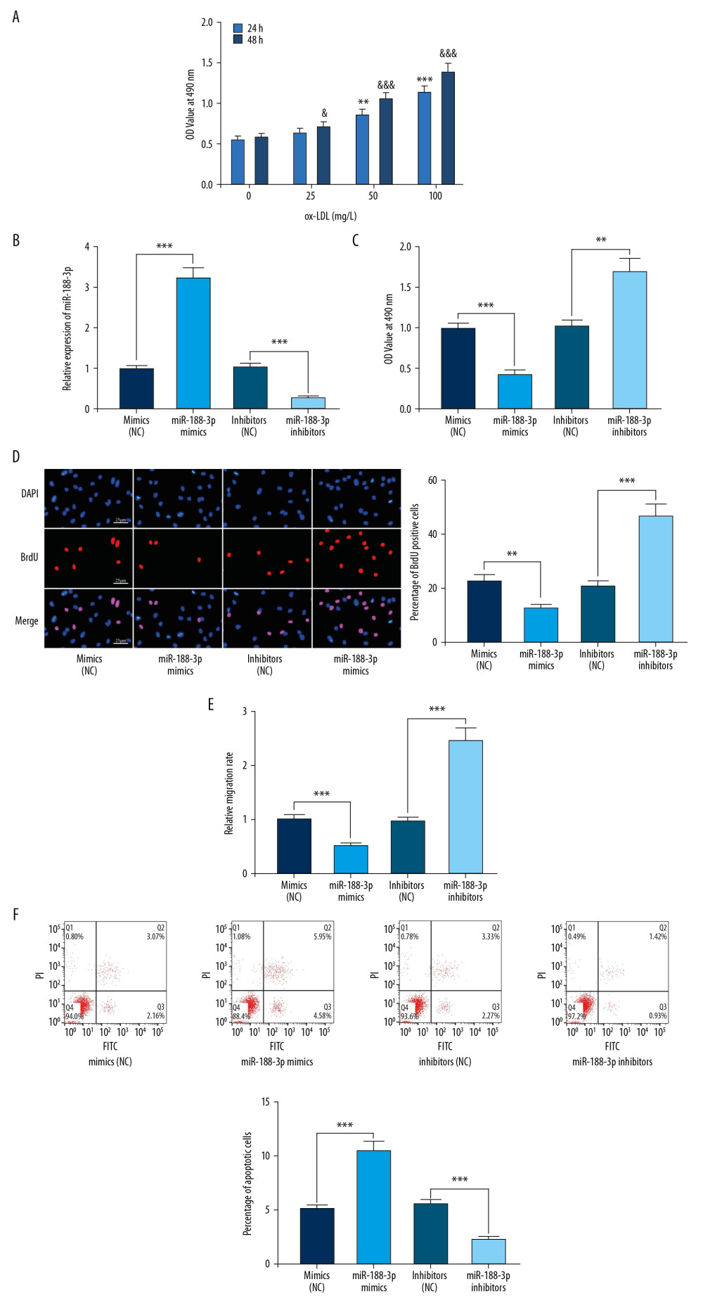 Effect of miR-188-3p on VSMCs. (A) The effects of ox-LDL with different treatment durations and concentrations on the viability of VSMCs were detected using the MTT assay. (B) The establishment of miR-188-3p overexpression and low-expression cell models was validated using qRT-PCR. (C) The effect of miR-188-3p on VSMCs proliferation was examined using the MTT assay. (D) The effect of miR-188-3p on the proliferation of VSMCs was examined using the BrdU assay. (E) The effect of miR-188-3p on the migration of VSMCs was examined using the Transwell assay. (F) The effect of miR-188-3p on apoptosis of VSMCs was examined using flow cytometry. ** P<0.01, and *** P<0.001. In A, ** P<0.01, and *** P<0.001, compared with the 0 mg/L group after 24 h of ox-LDL treatment; & P<0.05, and &&& P<0.001, respectively, compared with the 0 mg/L group after 48 h of ox-LDL treatment.