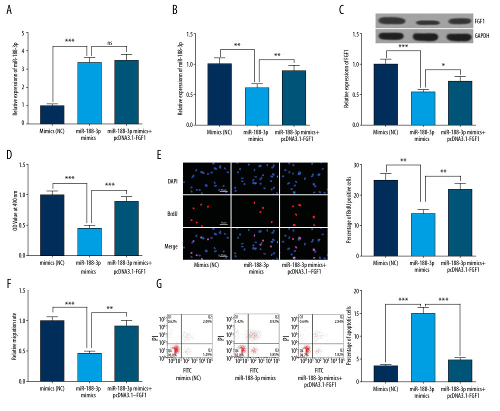 The reversal effect of FGF1 on miR-188-3p function. (A) The effect of co-transfection of miR-188-3p and pcDNA3.1-FGF1 on miR-188-3p expression was examined using qRT-PCR. (B) The effect of co-transfection of miR-188-3p and pcDNA3.1-FGF1 on FGF1 mRNA expression was examined using qRT-PCR. (C) The effect of co-transfection of miR-188-3p and pcDNA3.1-FGF1 on FGF1 expression was examined using Western blot analysis. (D) The proliferation of VSMCs was examined using the MTT assay. (E) The proliferation of VSMCs was examined using the BrdU assay. (F) The migration of VSMCs was examined by the Transwell assay. (G) The apoptosis of VSMCs was examined using flow cytometry. * P<0.05, ** P<0.01, and *** P<0.001.
