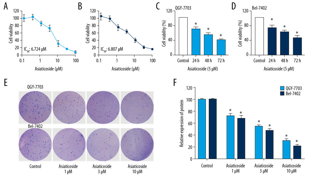The inhibitory effect of asiaticoside on HCC cells proliferation. Concentration-viability curves of asiaticoside on QGY-703 cells (A) and Bel-7402 cells (B) after treatment for 48 h. Asiaticoside (5 μM) inhibited the proliferation of QGY-7703 cells (C) and Bel-7402 cells (D) in a time-dependent manner. (E) Colony formation assays of asiaticoside in QGY-7703 and Bel-7402 cells. (F) Statistical analysis of colony formation assays. Data are presented as mean±SD, which are representative of at least 3 independent experiments.